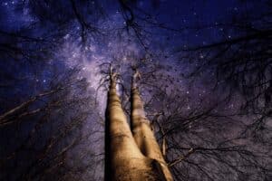 trees and the night sky lived