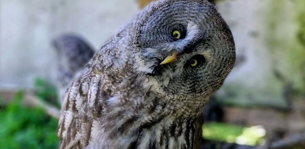 Photo of an owl sat on a perch with its head to one side as if in a questionning manner