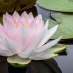 Close-up photo of a light pink waterlily and lily pads floating on water.