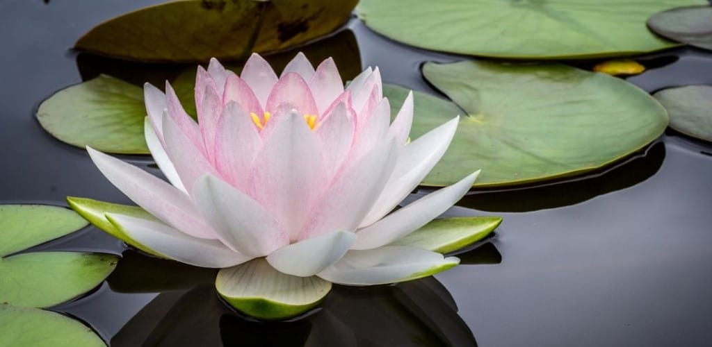 Close-up photo of a light pink waterlily and lily pads floating on water.